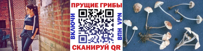 Купить  Кизилюрт  Галлюциногенные грибы MAGIC MUSHROOMS 